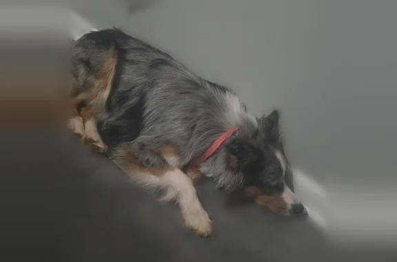 Missing dog Male, Decatur (usl541957) - photo