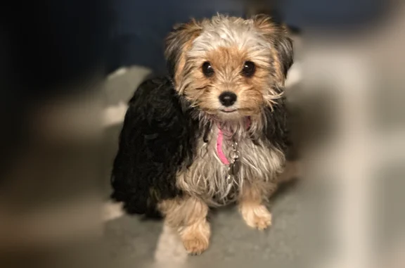 Lost dog, East Grace Street, 19156, Linden, Lathrop - female morkie poo - photo