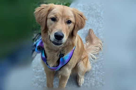 Missing dog Independence, photo: Lost dog, North McCoy Street, 3309, Independence - female, red coat, long fur