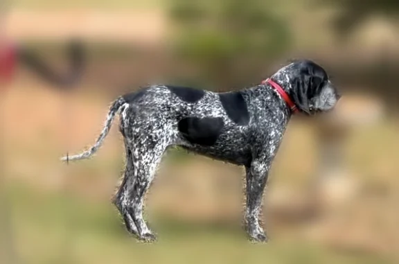 Lost dog, Shackelford Road, Zebulon - female blue tick hound, orange and black beeper collar - photo