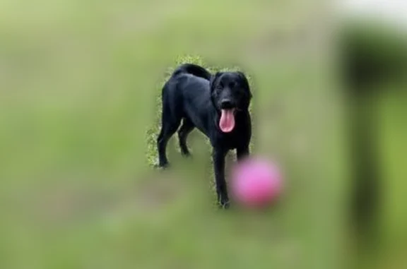 Lost dog, Maple Springs, New York, Arlington - six month old lab retriever and German Shepherd mix - photo