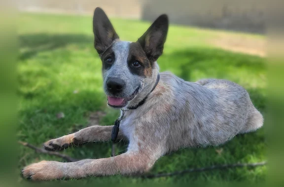 Lost pets Huntington Beach, photo: Lost dog, 21st Street, 100, Huntington Beach - 4-month-old red heeler