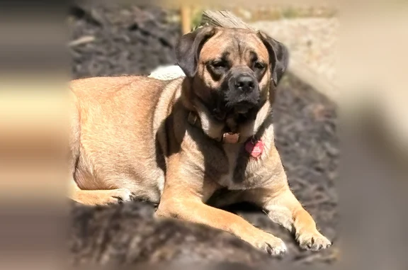 Lost dog, Burrs Mill Road, 53, Southampton Township, Leisuretowne - photo