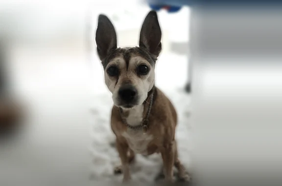 Lost dog, Rice Circle, 107, Scott, Baton Rouge - female, 15 years old, limps - photo