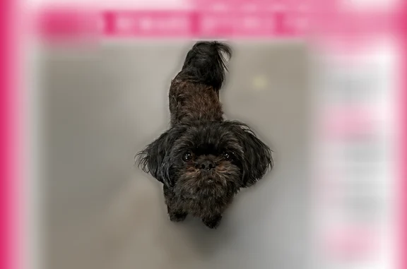Lost female dog, Farm to Market Road 1343, 4310, Devine - small black Shih Tzu/Yorkie mix, shaved coat - photo