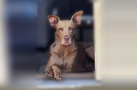 Lost dog, East Lee Street, 313, Raleigh - brown 7-year-old Visla, 45 pounds - photo