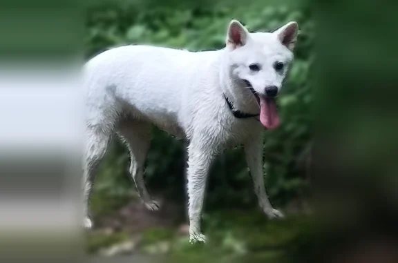 Lost dog, Indian Overlook, 478, Dayton - female, white, friendly - photo