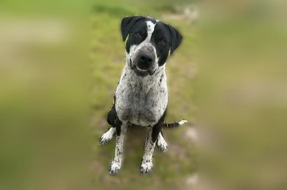 Lost dog, Wildwood Avenue, 162, Fruitland, Hamlet - male, black and white, fixed - photo