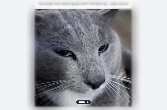 Lost cat, Antebellum Drive, 12009, Charlotte — dark gray with spots, yellow dark eyes - photo