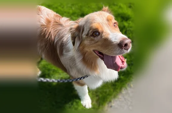 Reuben opened a door and escaped from the house. He is very friendly. Red Merle Australian Shepherd