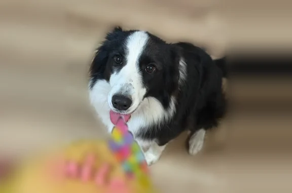 Lost dog, Rigel Chase, 7423, San Antonio - Border Collie - photo