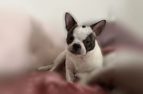 Lost dog, Little Bartons Creek Road, Arlington - male Boston Terrier/Blue Heeler mix - photo