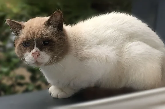Chat perdu mâle, Rue de l'Industrie, 8, Besançon - Sacré de Birmanie beige, tête marron, un œil bleu - photo
