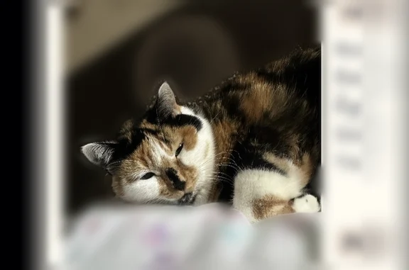 Chat perdu femelle, Allée des Tourangeaux, 3, Reims — écaille de tortue - photo