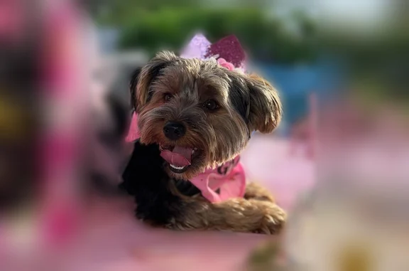 Lost pets Hialeah, photo: Lost dog, West 31st Street, 954, Hialeah - female Yorkie Terrier Khyra