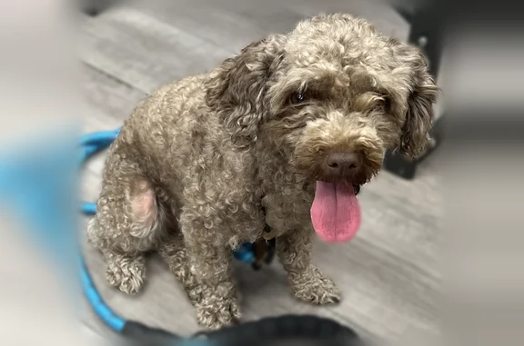 Found pets Brooklyn, photo: Found dog, Bay Ridge Avenue, 1206, Brooklyn - medium brown, very friendly