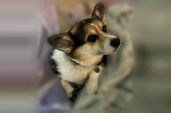 Lost pets Arlington, photo: Lost dog, San Andreas Road, Watsonville - female tricolor corgi, microchipped