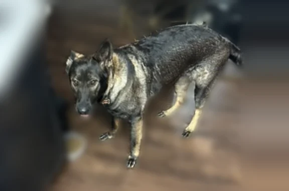 Lost dog, Lieblong Road, Greenbrier - photo