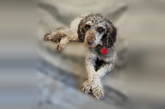 Lost dog, Ketch Drive, 38622, Selbyville - female - skittish Cavapoo - photo