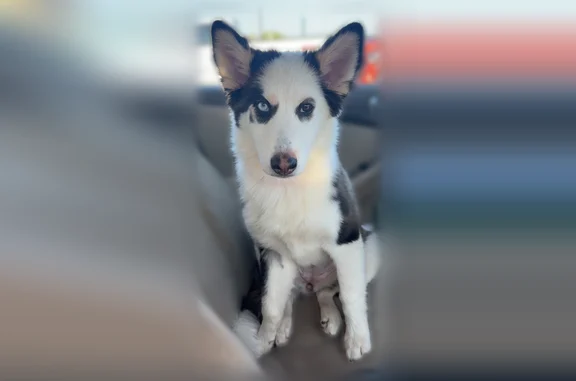 Missing dog Superior, photo: Lost dog, Banks Avenue, 704, Superior - female, one blue eye, one brown eye