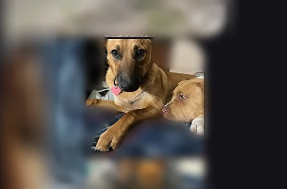 Lost dog, Karrah Drive, 5, Clancy - female, tan, wearing a collar and nametag - photo