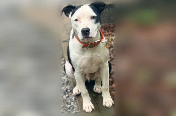 Lost dog, North Sanctuary Road, 917, Chattanooga, Nashville - male service dog - photo