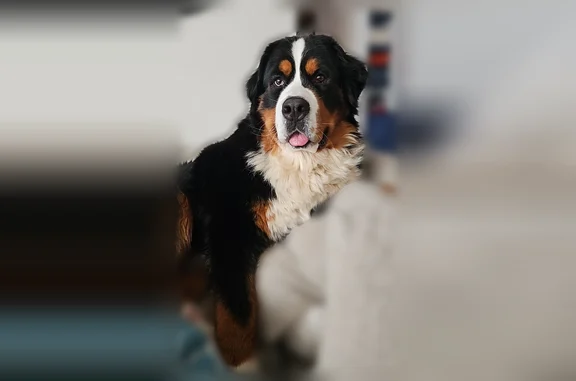 Lost dog, Anderson Road, 200, East Tawas - black tricolor, muscular build - photo