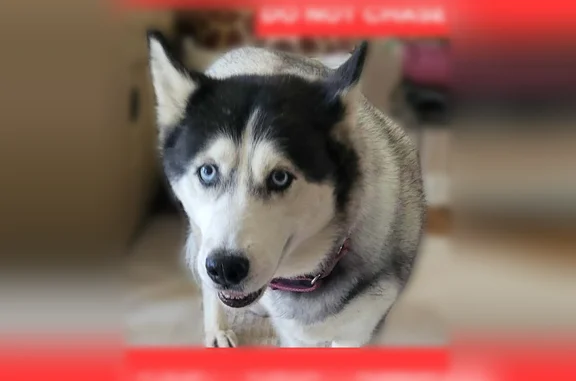 Lost dog, Video Drive, Munhall, Reston - female husky, red collar - photo
