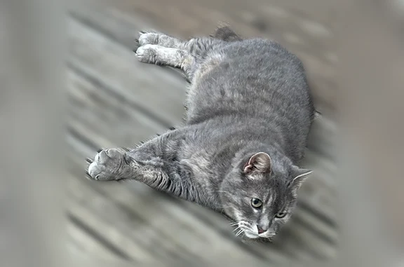 Chat perdu mâle, Rue des Écoles, Cormelles-le-Royal, Gennevilliers - collier rose - photo