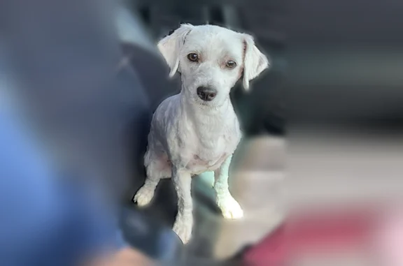 Lost dog, South Klemme Road, Illinois, Beecher - small white male, very friendly - photo