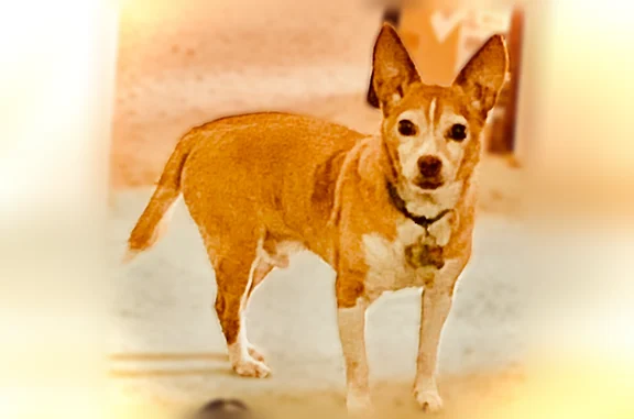 Lost dog, Clearwater Road, 5236, Charlotte - male, 17 years old, golden tan and white - photo