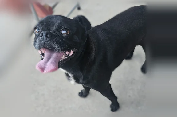 Lost dog, Orchard Home Drive, 1273, San Diego - male, very friendly - photo