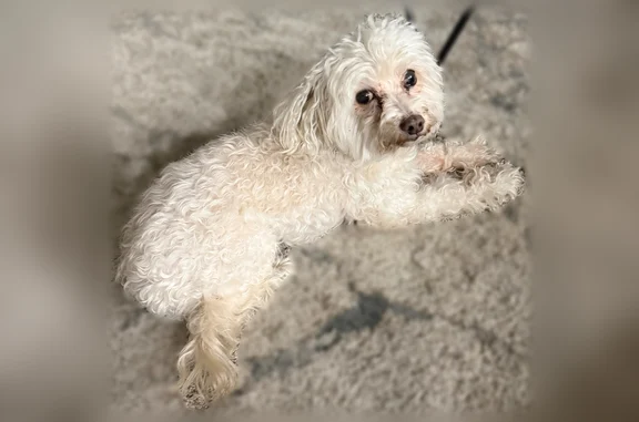 Lost dog, Loma Verde Drive, 15602, Houston - female miniature poodle, 15 years old - photo
