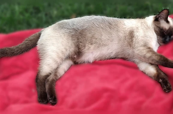 Lost cat, West 30th Street South, Independence — female, small Siamese with a clipped ear - photo