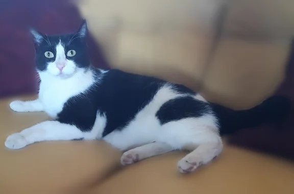 Chat perdu mâle, Chemin des Olivettes, 8, Cuxac-d'Aude, Béziers — noir et blanc, très sociable - photo