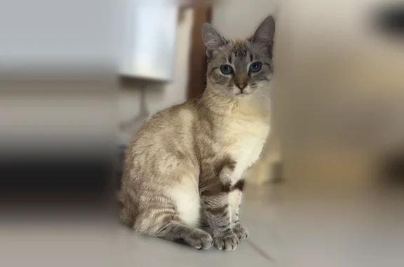 Chat perdu, Rue des Écoles, 2, Saint-Marcel — femelle, yeux bleus, type siamois - photo