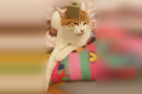 Chat perdu mâle, Rue des Primevères, 8, Thiberville — roux et blanc - photo