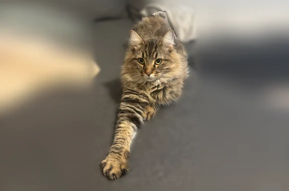 Chat perdu, Lille, photo: Chat perdu mâle, Rue Beaucourt Decourchelles, 26, Paris - poils longs, sociable