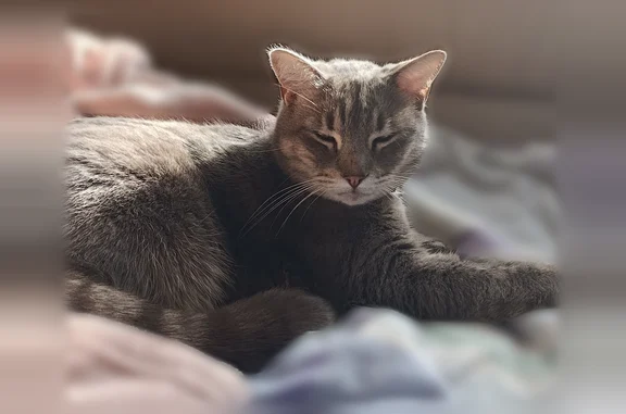 Chat perdu mâle, Avenue de la Padrouze, 9, Thuir - tigré gris clair, yeux verts - photo