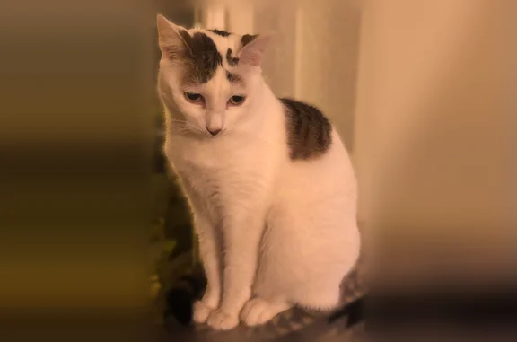 Chat perdu, Rue Etienne Dolet, 54, Lens - femelle, chatte adulte blanche tachetée noire - photo