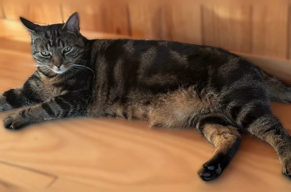 Chat perdu mâle, Allée Bellevue Piraillan, 38, Châtillon - petit tête, grand corps - photo