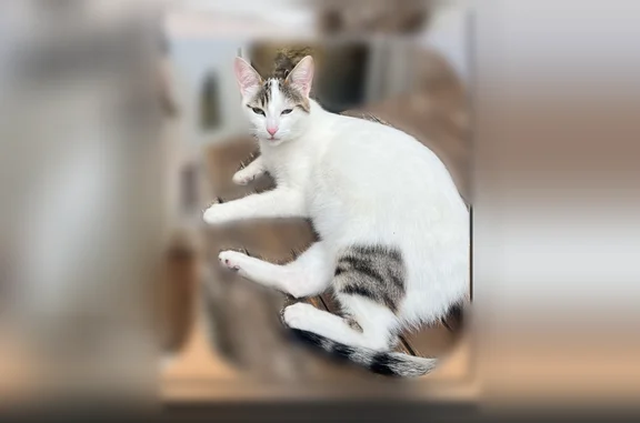 Perdu chat femelle, Rue Saint-Germain, 29, Nérac — très craintive, yeux verts clairs - photo