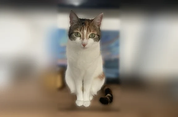 Chat perdu, Paris, photo: Perdu chat femelle, Avenue de Rigny, 53, Bry-sur-Marne, Paris - écaille de tortue, très douce et affectueuse