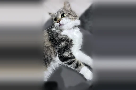 Chat perdu, femelle, Rue de la Renaissance, Allaire - petite chatte de gouttière type angora - photo