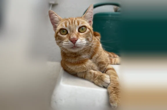 Chat perdu, Rue Aimé Césaire, 14, Eysines - femelle - photo