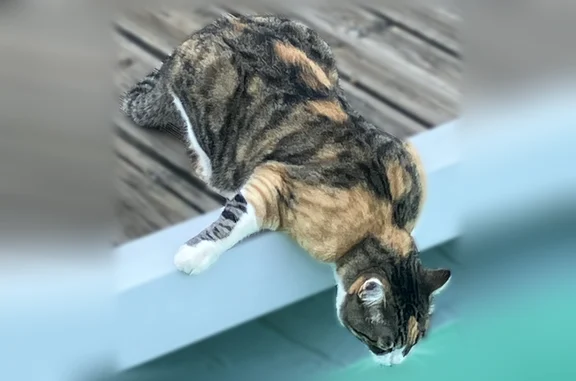 Chat perdu femelle, Allée Recteur Payot, 688, Chamonix-Mont-Blanc - craintive mais pas agressive - photo