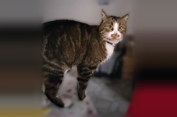 Chat perdu mâle, Avenue Beauregard, 10, Annecy - tigré, pucé - photo