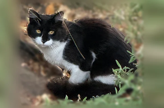 Found pets Castro Valley, photo: Found cat, male, El Camino Real, 2004, Castro Valley