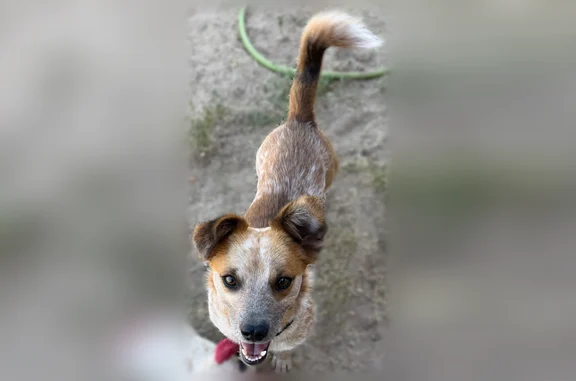 Bo has light brown and white fur, brown eyes. He is very friendly with people. He currently has a black collar with a Los Angeles Dodgers Tag with our info on it.