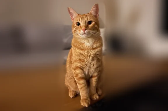 Chat perdu mâle, Paris - photo
